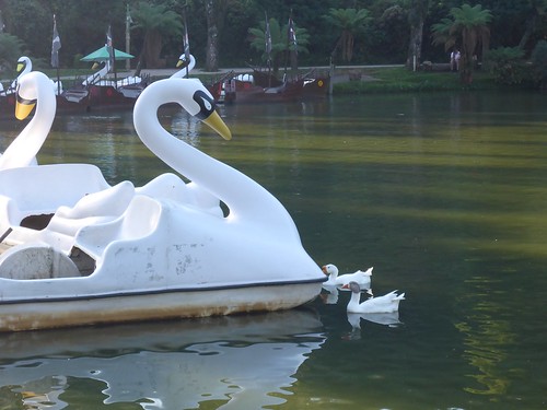 Ducks nears the duck boats